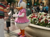 Daisy Daisy